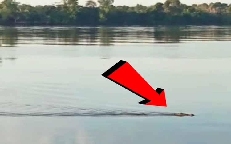Buaya Muara di Ganepo Muncul Lagi