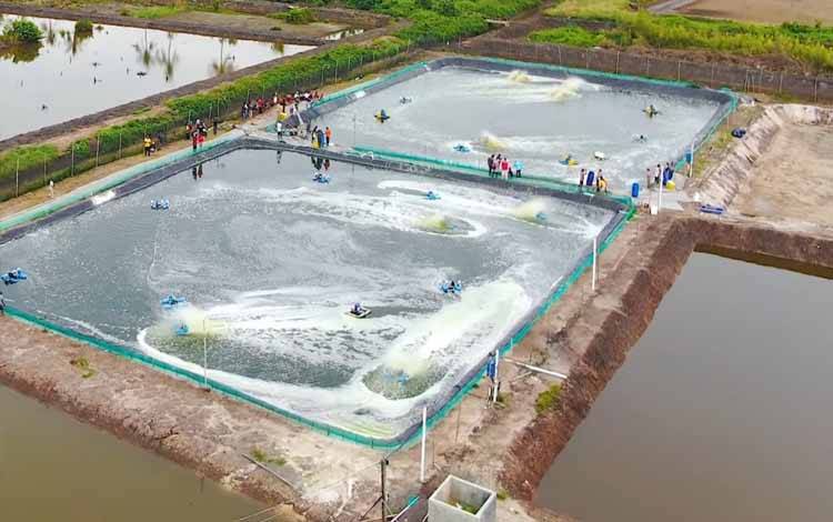 KKI Sebut 3 Syarat Pengembangan Shrimp Estate