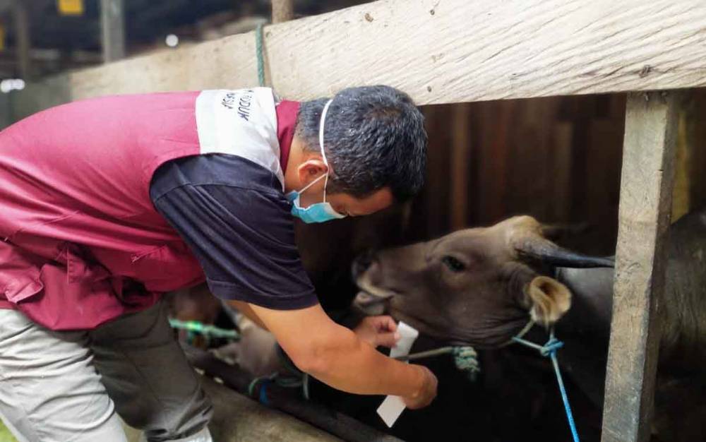 Hewan Kurban di Palangka Raya Dipasang Label Sehat
