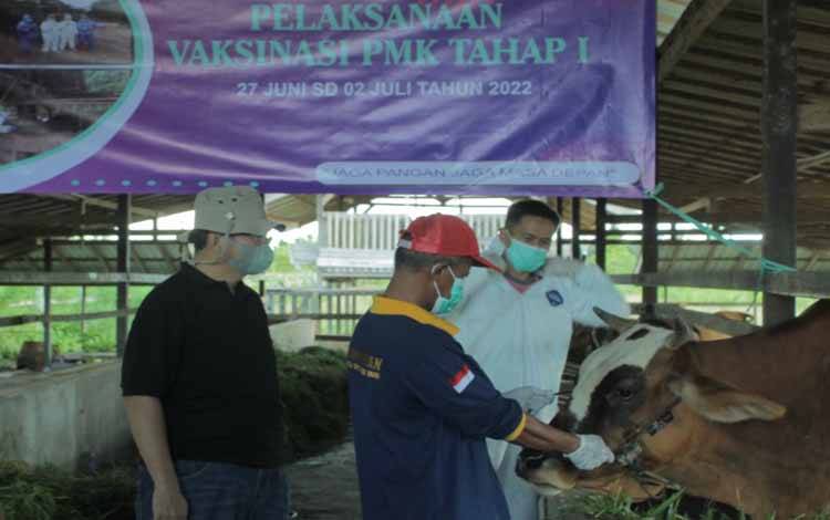 Bebas PMK, Hewan Kurban di Kobar Diberi Label Khusus