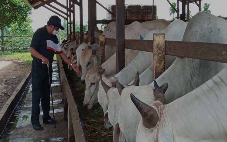 Keluarga Besar H. Abdul Rasyid AS dan Hj. Nuriyah Bakal Distribusikan 61 Ekor Sapi Kurban