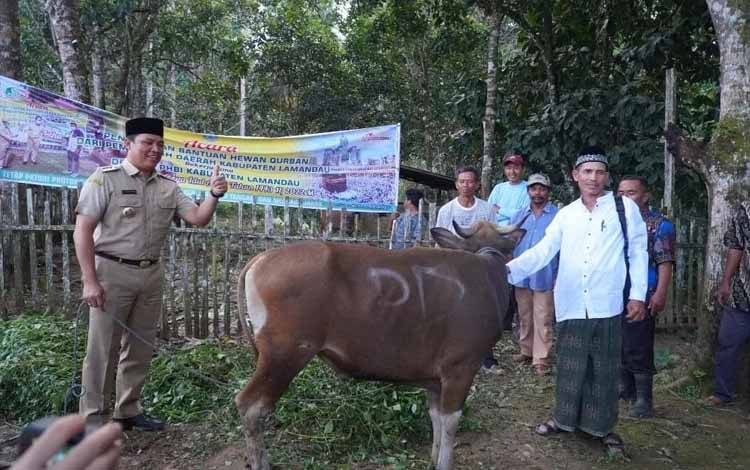 Pemkab Lamandau Salurkan 70 Sapi Kurban