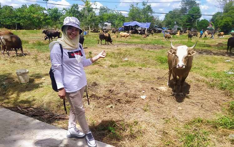 Dampak PMK, Harga Sapi di Sampit Naik hingga Rp 2,5 Juta per Ekor