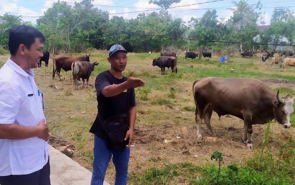 Calon Pembeli di Sampit Harus Berpikir Keras Sebelum Membeli Hewan Kurban