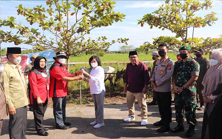 Bupati Pulang Pisau Salurkan 56 Ekor Hewan Kurban