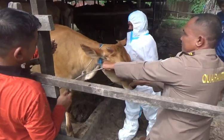 Wabah PMK Menyebar di 2 Kecamatan, Kotim Masuk Zona Merah