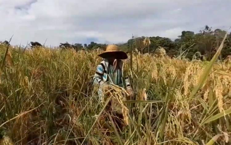 NTP Gabungan Kalteng Juni 2022 Turun 3,11 Persen