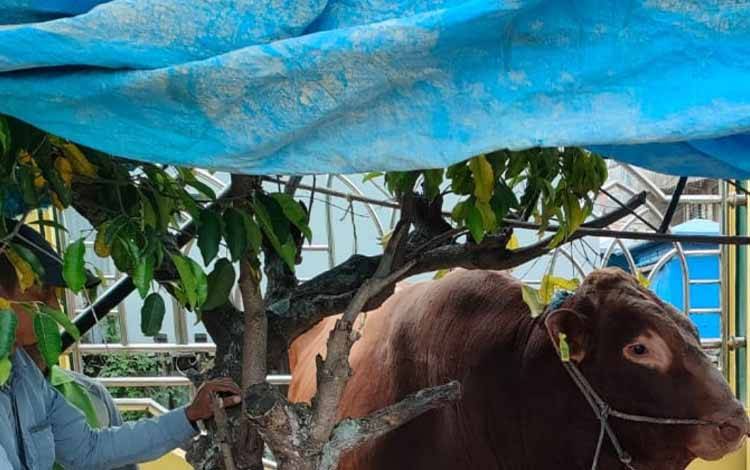 Yayasan Masjid Jami As Salam Sampaikan Apresiasi atas Bantuan Sapi Kurban Presiden