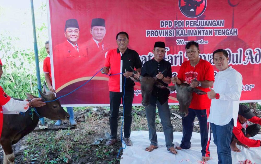 DPD PDIP Kalteng Berkurban 3 Ekor Sapi