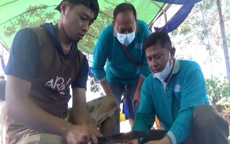 Cegah Penularan PMK, Dinas Pertanian Kotim Menerjunkan Tim Periksa Kesehatan Hewan Kurban