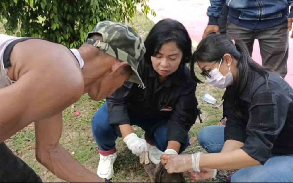 Petugas Distan Kapuas Temukan Sapi Kurban Terindikasi Gejala PMK