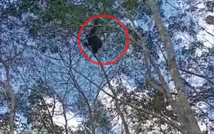 Gawat! Warga Berupaya Tangkap Orangutan Berkeliaran di Kebun Karet dengan Tangan Kosong?