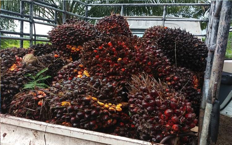 Harga Terus Anjlok, Petani Sawit Terancam Bangkrut Massal