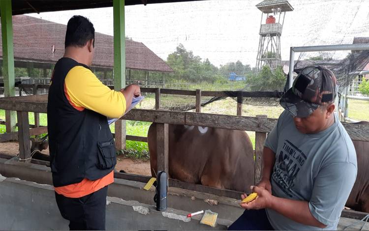 Palangka Raya Masih Zona Merah PMK, Ini Tindakan Pemerintah