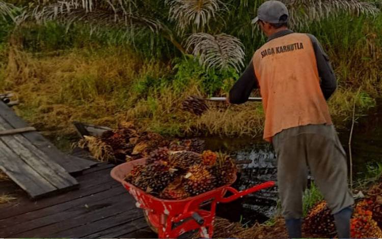 Harga TBS Terus Anjlok, Kebangkrutan Berpotensi Dialami Para Petani Sawit