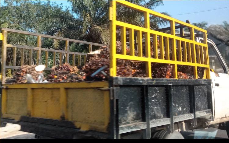 Ini Saran Dewan Pakar Apkasindo Agar Harga TBS Petani Bisa Kembali Naik