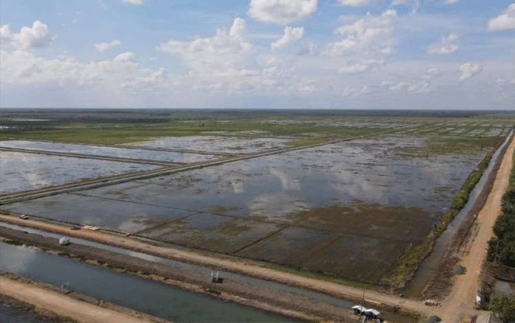 Peneliti Sebut Perlu Ada Koordinasi untuk Dukung Food Estate