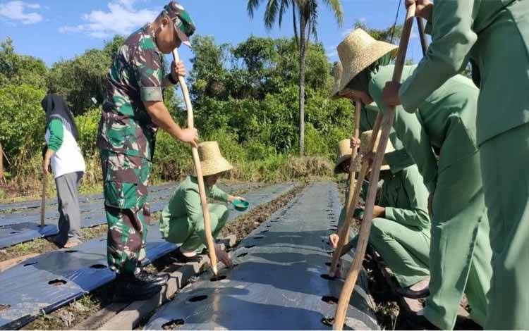Lahan Unggulan Kodim Kuala Kapuas Ditanami Jagung Dukung Ketahanan Pangan