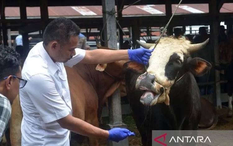 Pemerintah Segera Terbitkan Aturan Ganti Rugi Ternak Mati Akibat PMK