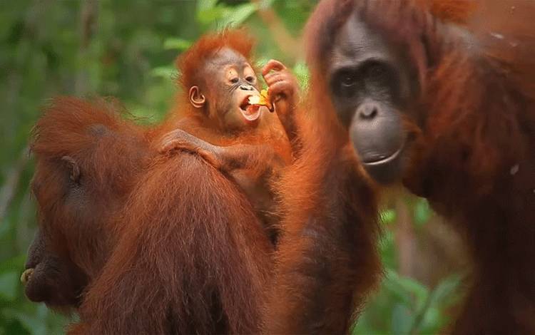 Perlu Inovasi Wisata dan Ekonomi Kreatif Hadapi Pandemi