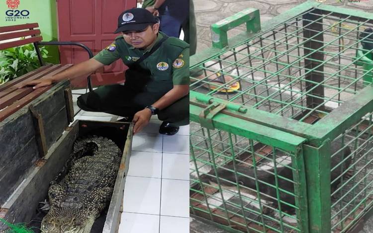 BKSDA Pangkalan Bun Terima Satwa Berang - Berang dan Buaya