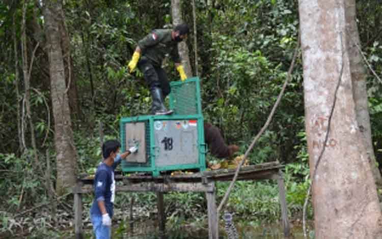SSMS Harap Program Pra Pelepasliaran Bisa Inspirasi Pelaku Industri Sawit Lain