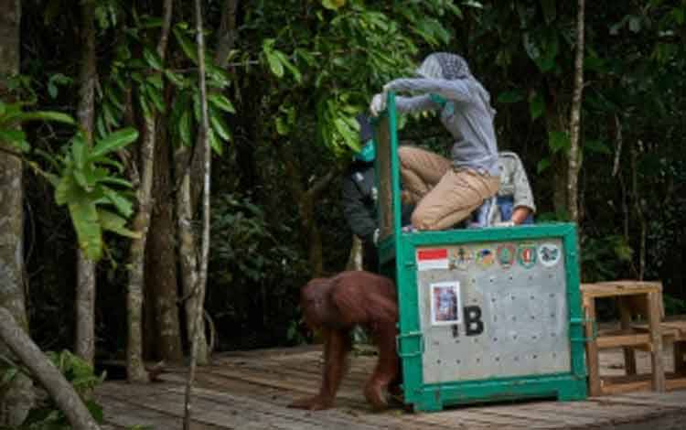 Pulau Salat Sukses Jadi Tempat Pra Pelepasliaran Orangutan