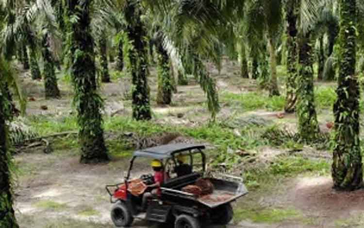 SSMS Raih Pembiayaan Sindikasi Senilai Rp3,6 Triliun