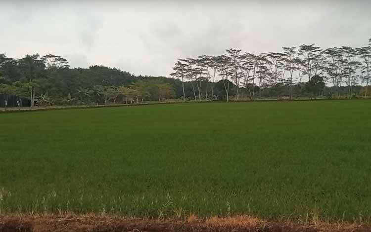 Pemkab Pulang Pisau Benahi Akses Jalan Dukung Program Food Estate