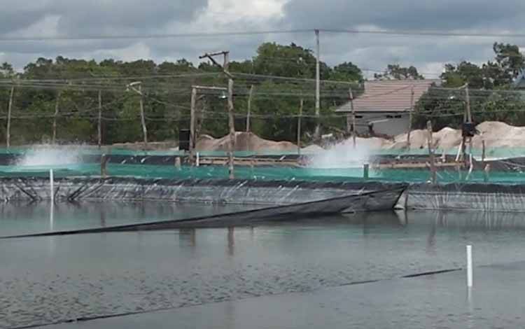 Shrimp Estate Terus Dikembangkan di Kalteng