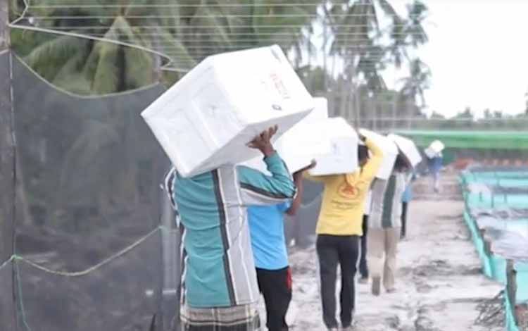 KKP Dukung Shrimp Estate Kalteng Melalui APBN
