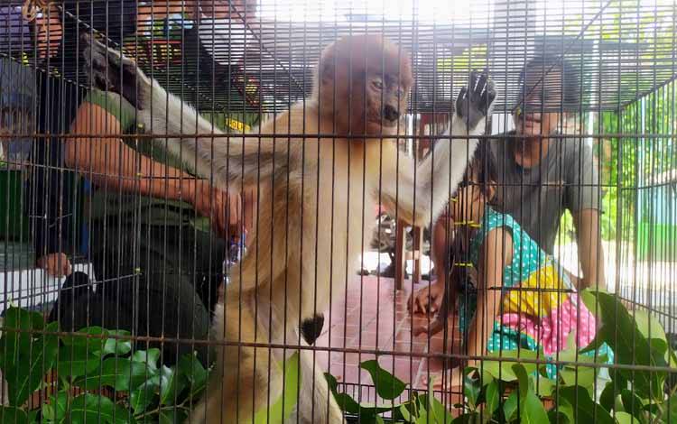 Anak Bekantan Terpisah dari Induknya Ditemukan Warga Sampit