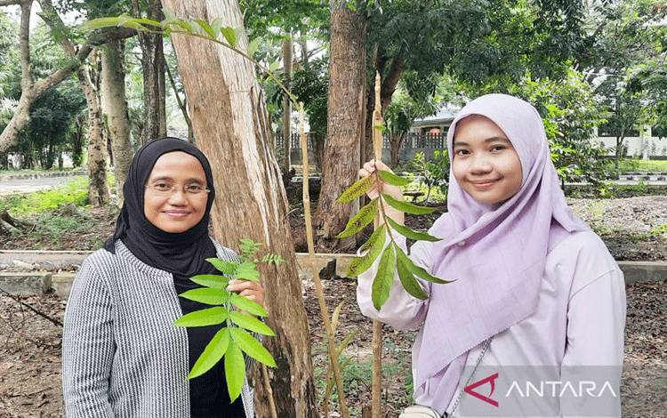 Kemenkeu Biayai Riset Daun Sungkai Sebagai Obat COVID-19 oleh ULM