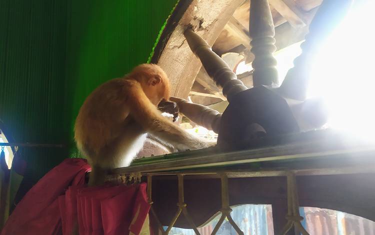 Mata Anak Bekantan dari Kereng Pangi Mengalami Cacau?