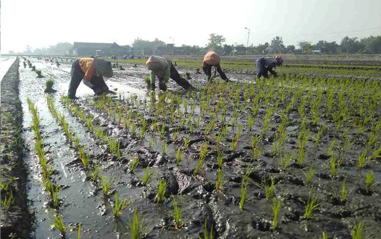 Wilmar Targetkan Kemitraan 1.000 hektare Lahan Padi di Luar Jawa