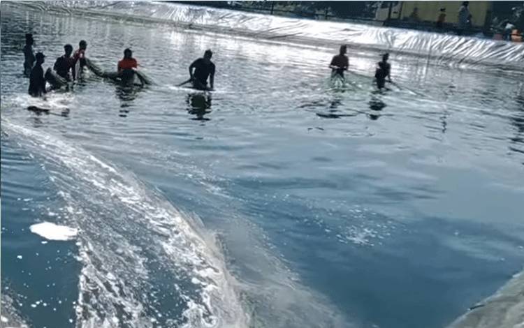 Pengembangan Shrimp Estate Perhatikan Aspek Lingkungan