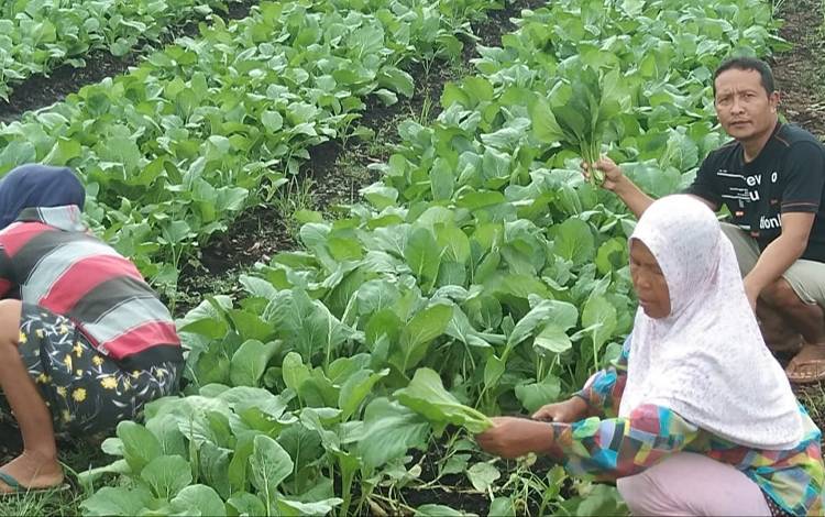 Dewan Harapkan Palangka Raya Punya Komoditas Pertanian Andalan untuk Milenial