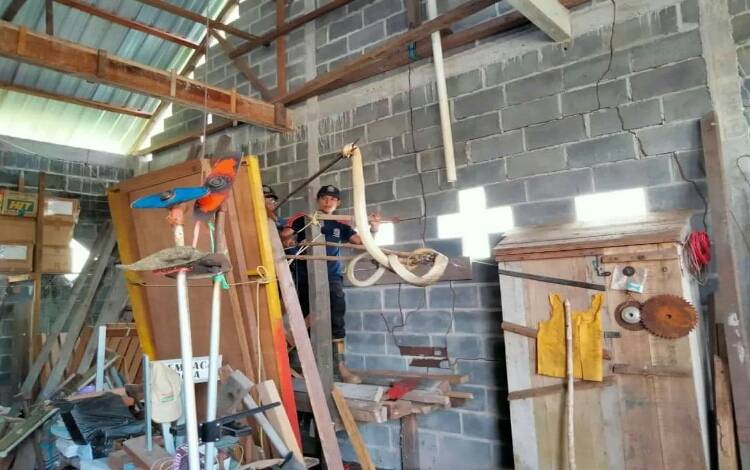 King Kobra Panjang 2 Meter Masuk Rumah Warga