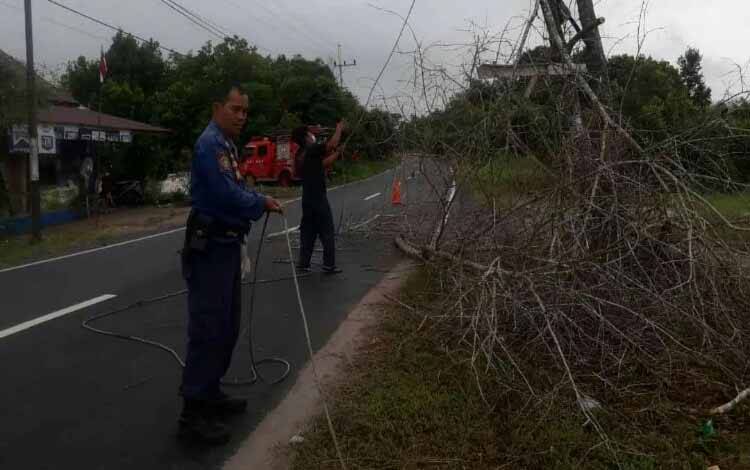 Damkar Tebang Pohon Mati karena Dikhawatirkan Tumbang