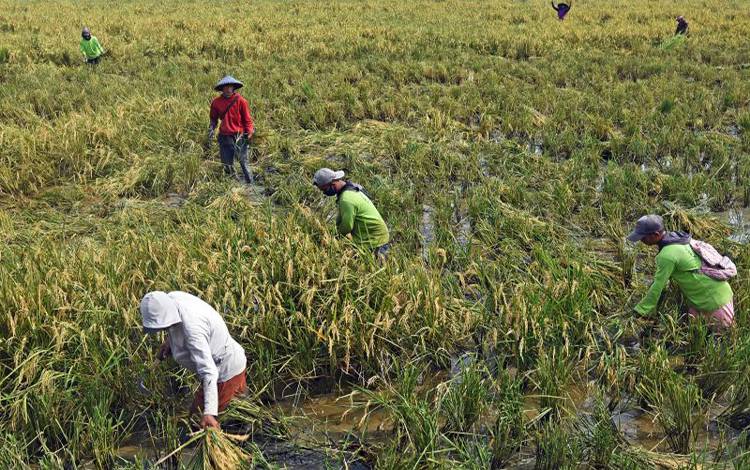 Pengamat Harap Pemerintah Upayakan NTP Merata ke Seluruh Petani