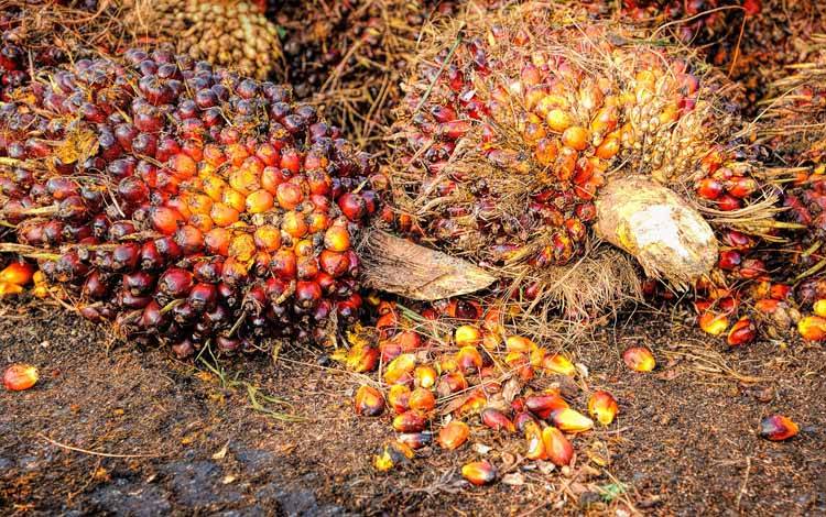 Begini Alasan Pemkab Barito Timur Mulai Kembangkan Sawit Masyarakat