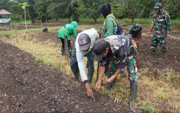 Personel Koramil Kapuas Barat Bantu Tanam Jagung