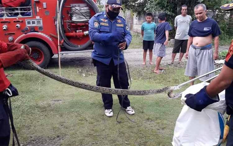Piton Sepanjang 1,5 Meter Masuk Rumah Warga