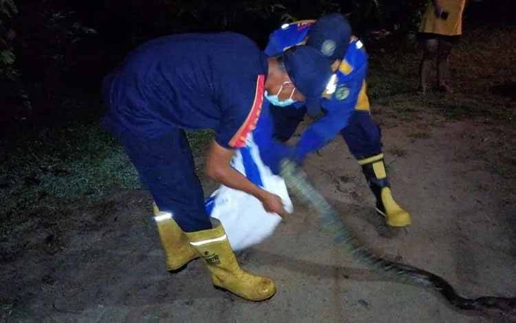 Ular Piton Panjang 4 Meter Masuk Kandang Ayam Warga