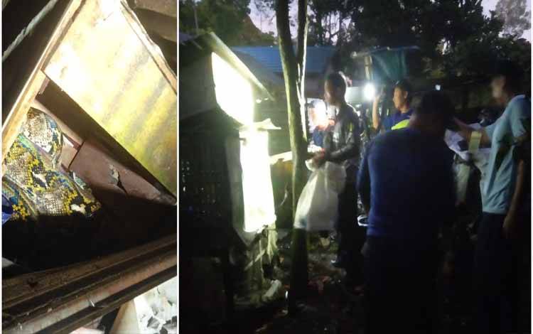 Damkar Kobar Evakuasi Ular Sanca Ukuran 4,5 Meter Masuk Kandang Ayam