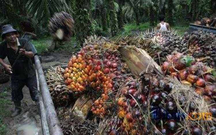 Ini Alasan SSMS Berhasil Menaikkan Penjualan Hingga Rp1,02 Triliun