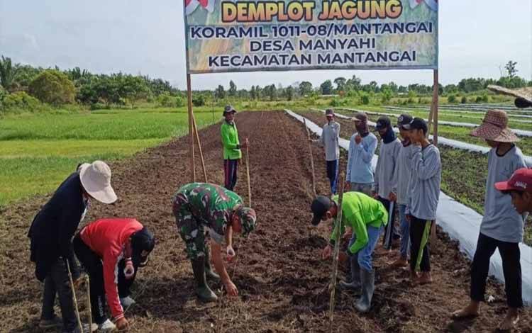 Tunjang Ketahanan Pangan, Koramil Mantangai Tanam Jagung di Desa Manyahi