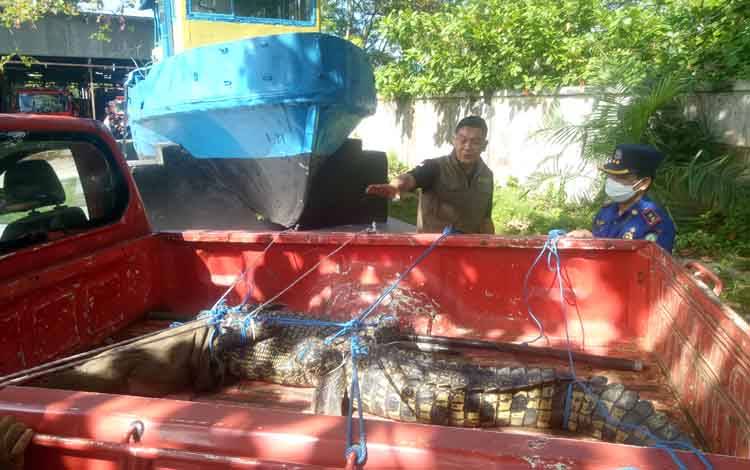 Buaya Muara Sudah Dipelihara 10 Tahun Diserahkan ke BKSDA Sampit