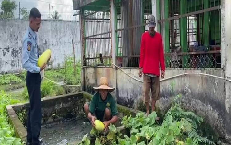 Pembinaan Holtikultura, WBP Rutan Kapuas Sukses Panen Timun Suri