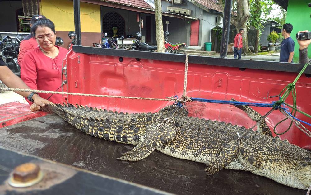 Tangis Wanita Ini Iringi Kepergian Buaya Yang Dipeliharanya Selama 12 Tahun